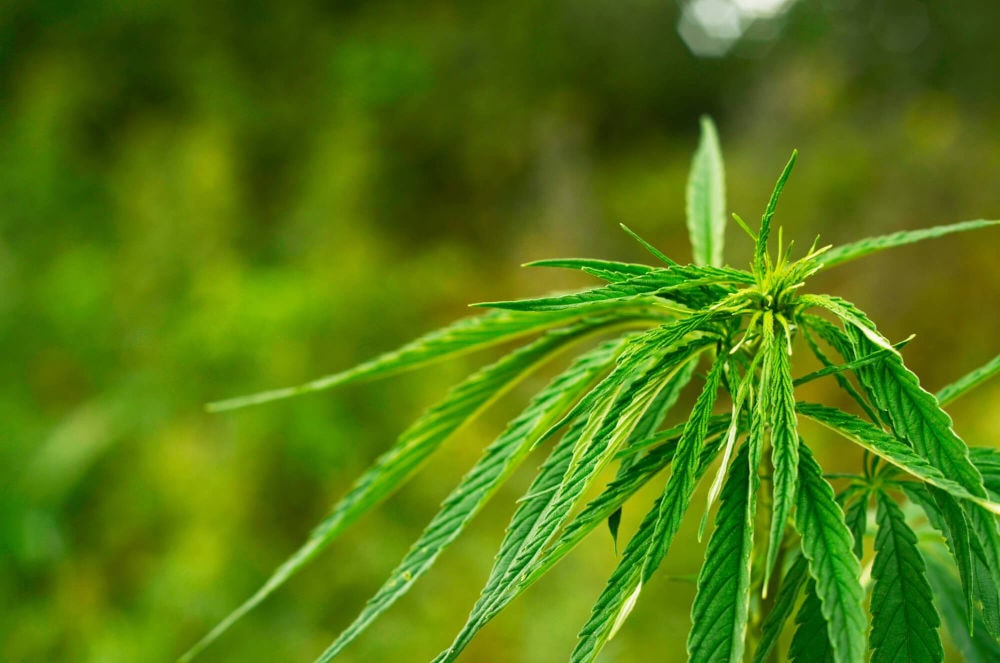 Warum sind CBD-Produkte eigentlich so teuer?