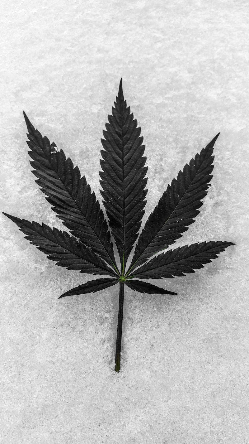 Zahlen und Fakten: Cannabiskonsum in Deutschland und weltweit