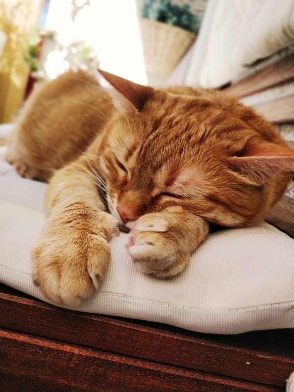 cbd öl katzen vaay