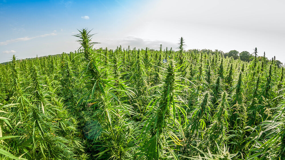 Hanffelder in Deutschland: Unsere 4.20 Lieblinge im Sommer 2021