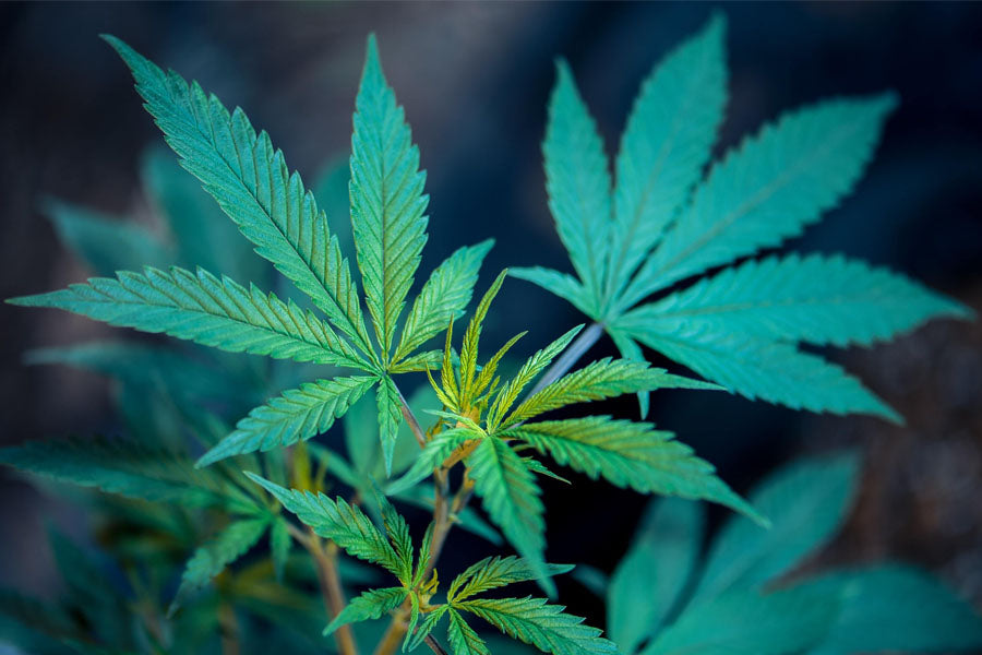 Unsere Umfrage zur Legalisierung von Cannabis in Deutschland