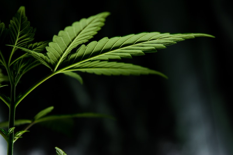 Die Geschichte von Cannabis, Marihuana & Co. – Heilpflanze oder illegale Droge?