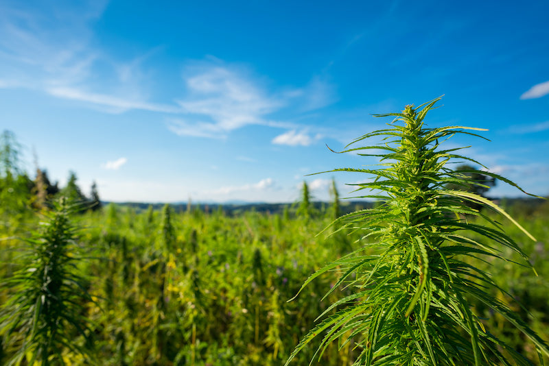 VAAY-Blog-Cannabisplantage-im-Maisfeld