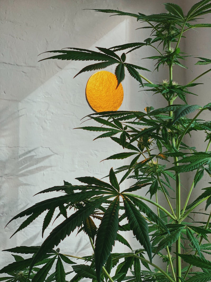 So funktioniert der Cannabisanbau