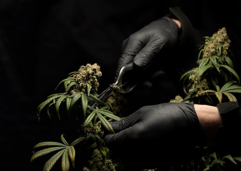 VAAY Blog Wie lange ist Cannabis nachweisbar